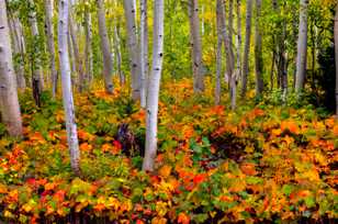 Aspen forest-1761